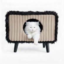 Fresh apple red delicious washington